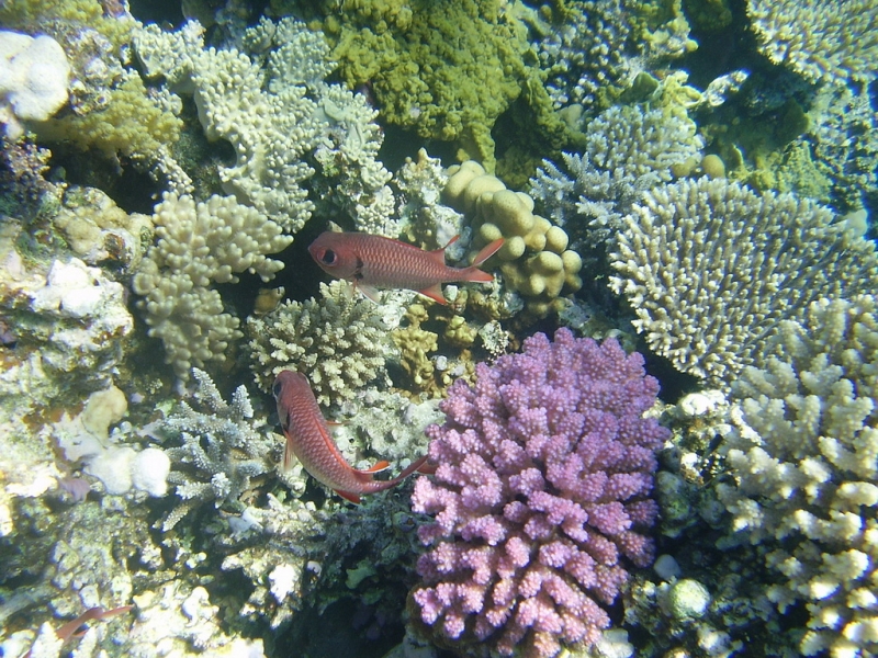 El Coral arrecife en el Mar Rojo El Coral arrecife en el Mar Rojo